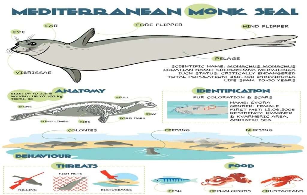 The Mediterranean Monk Seal