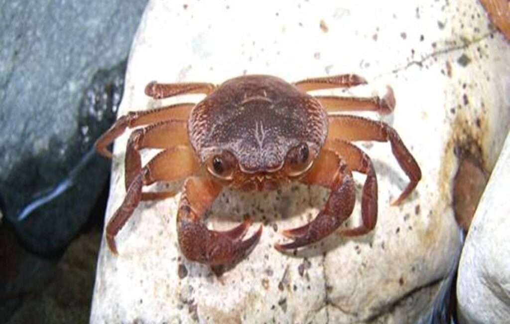 A Crab Population In Decline Across the Island Of Cyprus