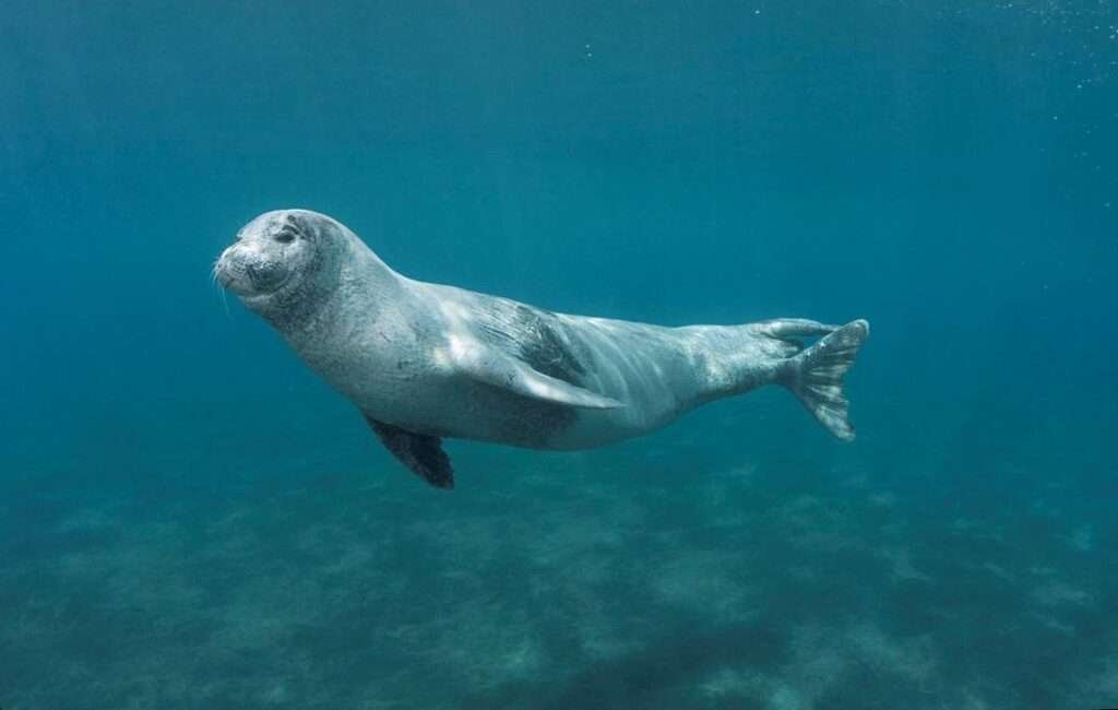 Mediterranean Monk Seals Spotted By The Peyia Sea Caves In Paphos Cyprus