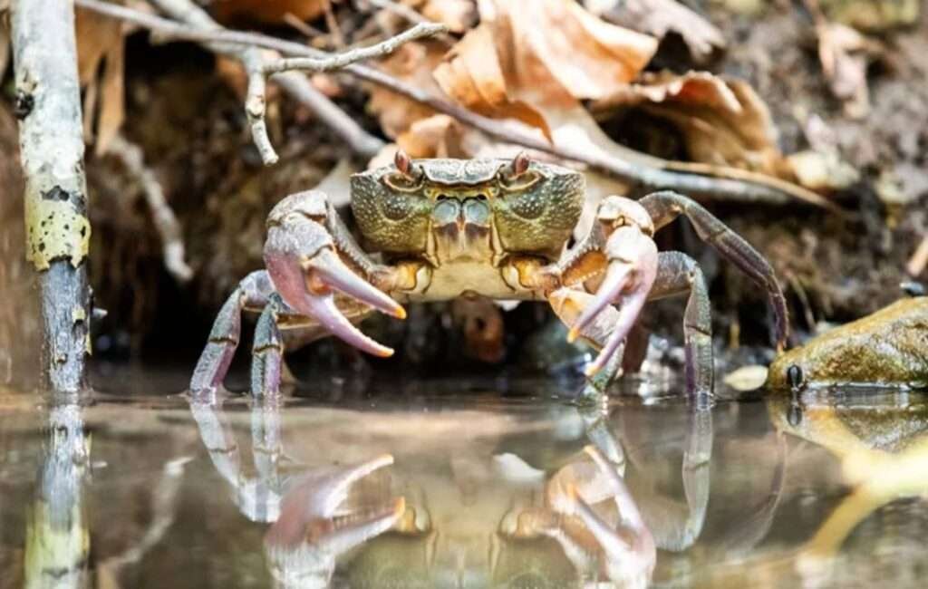 A Freshwater Crab In Cyprus