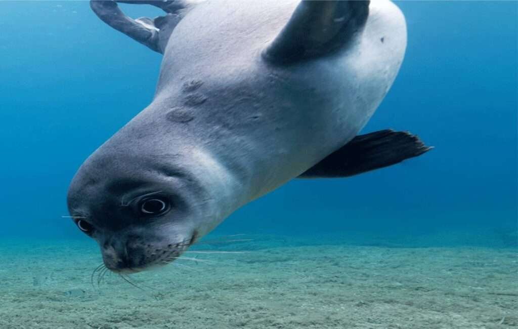 Mediterranean Monk Seals Recovering Off The Coast Of Paphos In Cyprus