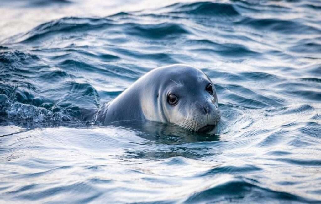 Mediterranean Monk Seal Spotted In The Paphos Harbour