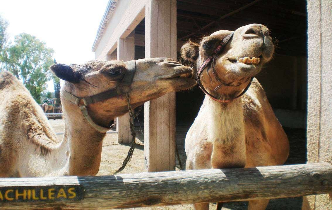Larnaca's Camel Park in Cyprus