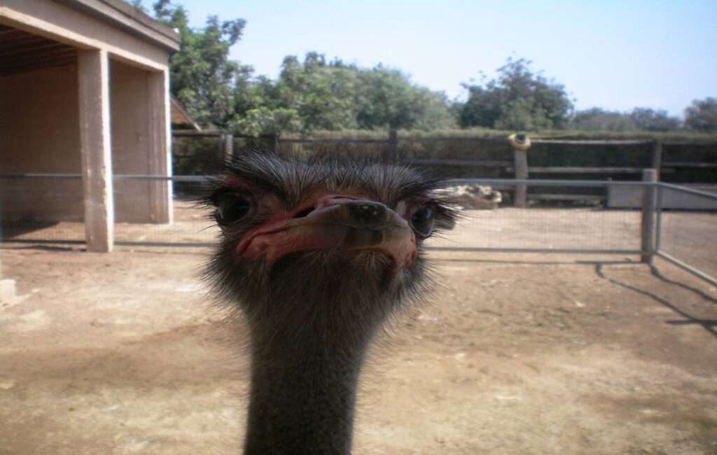 The Petting Zoo At The Camel Park In Mazotos Village Cyprus