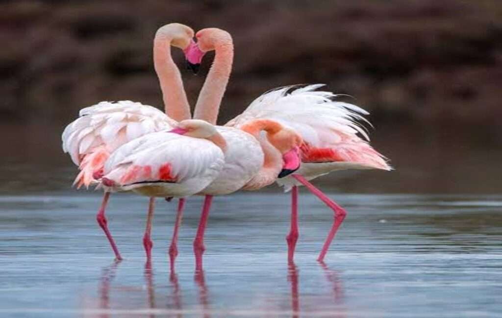 The Greater Flamingo Visiting The Akrotiri Salt Lake In Limassol, Cyprus