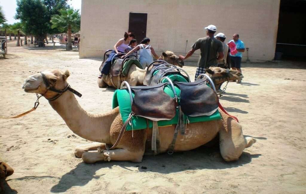 A Camel Ride At The Camel Park In Mazotos Village Cyprus