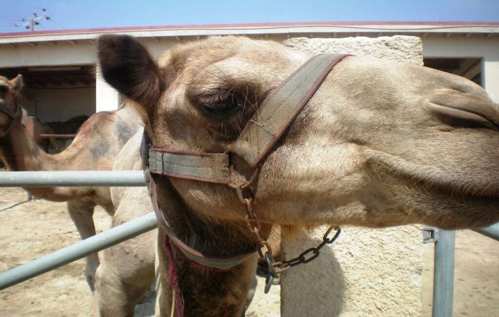 Feeding the Camels At The Camel Park In Mazotos Village Cyprus