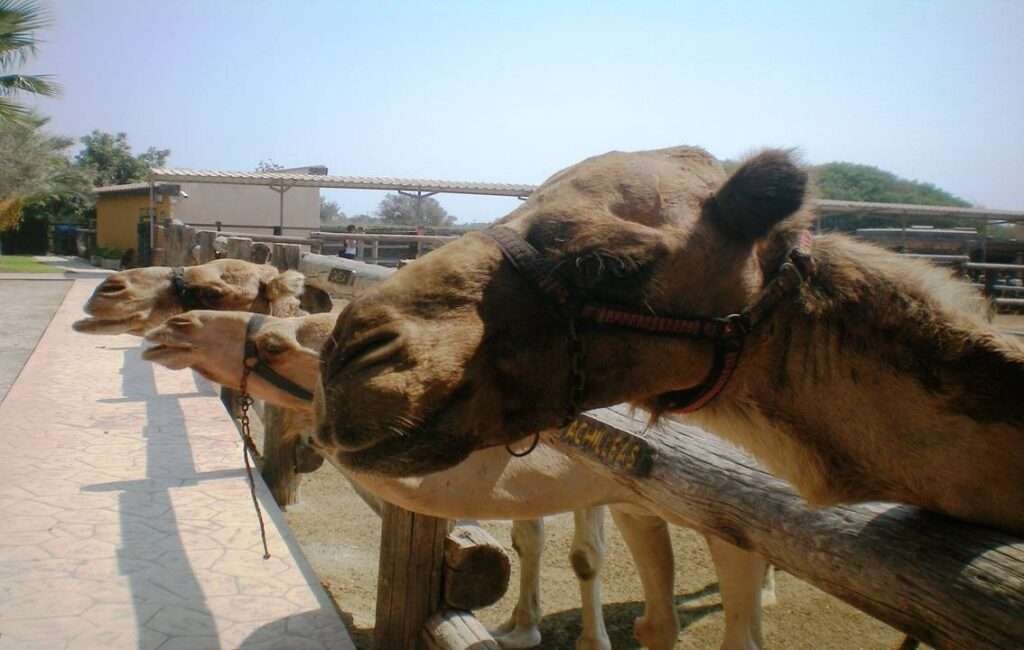 A Typical Scene From The Camel Park In Mazotos Village Cyprus